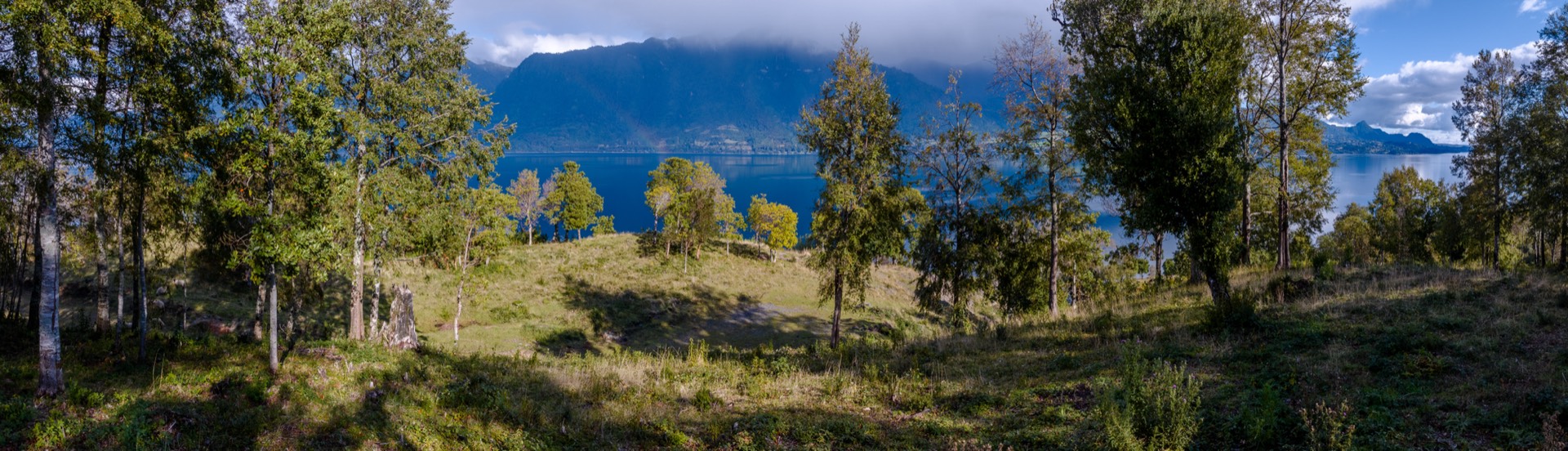 Bosque nativo y lago